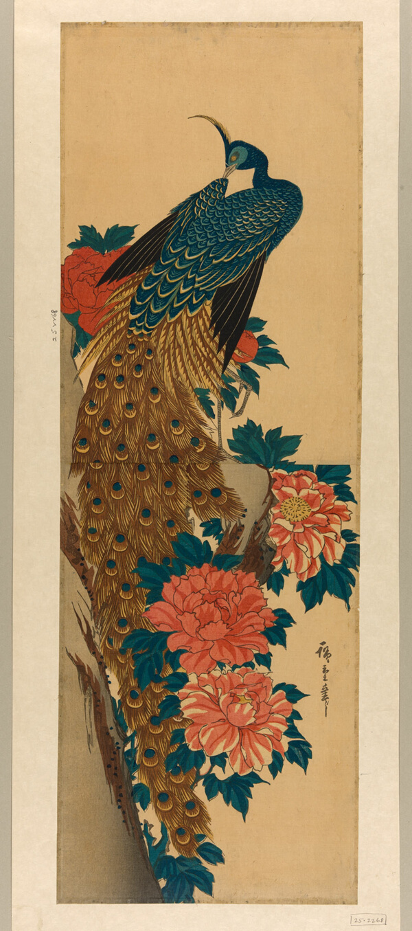 Peacock and peonies