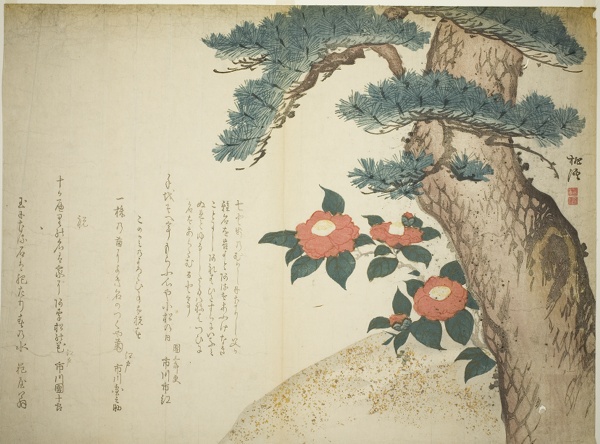 A Pine Tree and Camellias