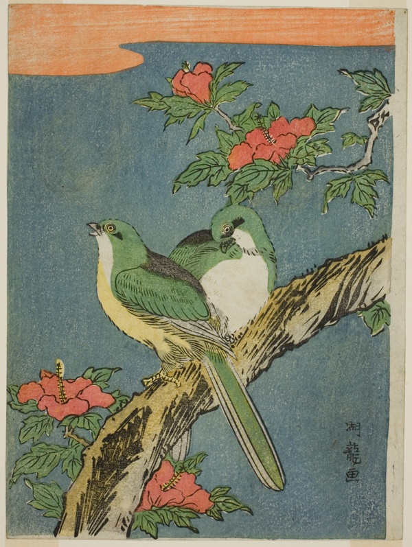 Two Birds on Hibiscus Tree