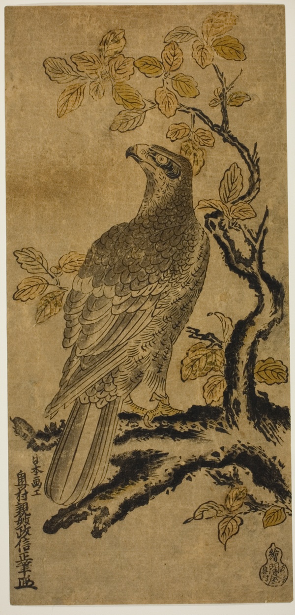 A Hawk on a Kiri Tree