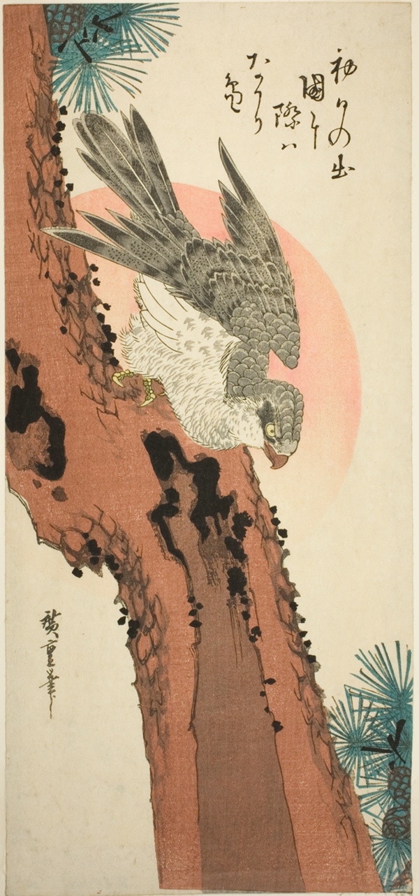 Falcon on a Pine Tree with the Rising Sun