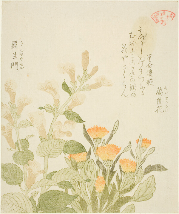 Marigold (Kinsenka) and Rashomon Flowers, from the series 