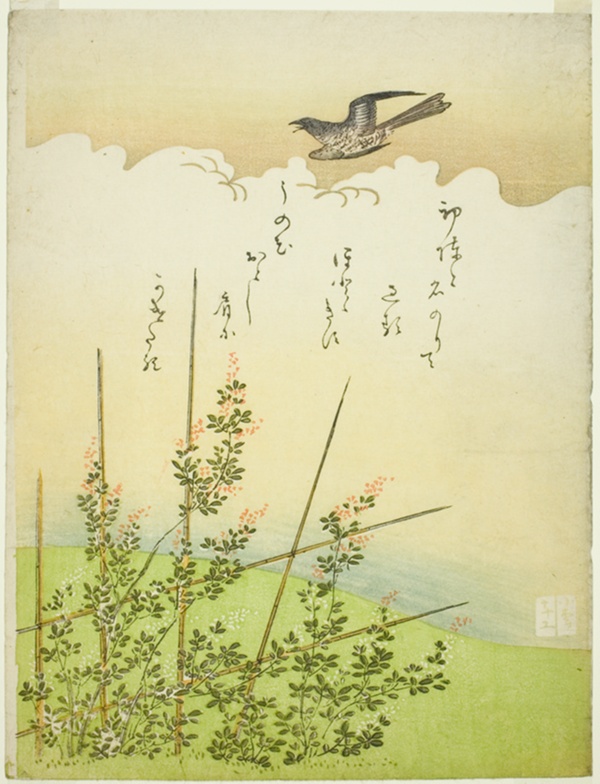 Cuckoo flying over deutzia flowers