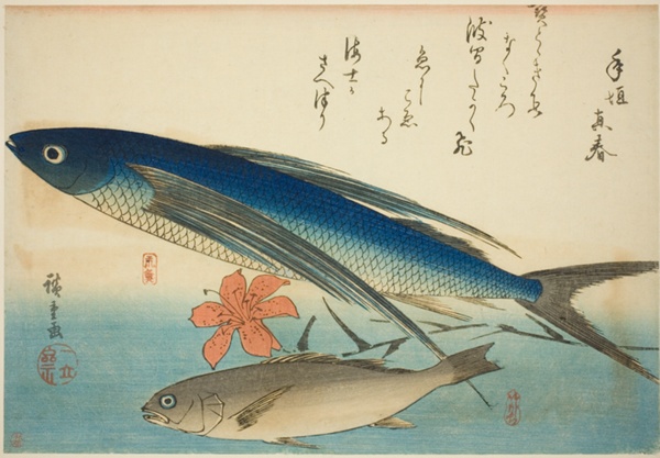 Flying fish and Ichimochi, from an untitled series of fish