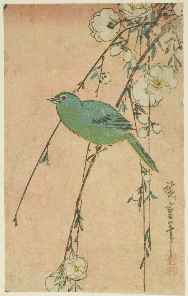 Japanese white-eye and weeping cherry