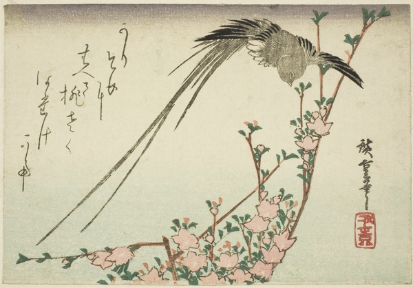 Long-tailed bird and peach blossoms