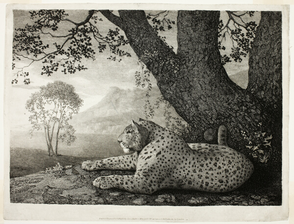 A Tyger (A Recumbent Leopard by a Tree)