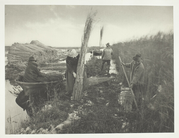 During the Reed Harvest