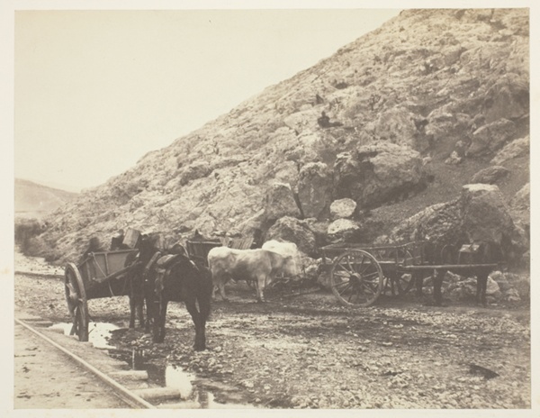 Cattle and Carts, leaving Balaklava