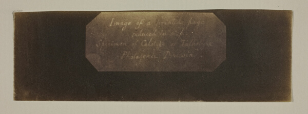 Specimen of Calotype of Talbotype, Photogenic Drawing [label]