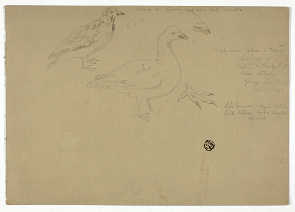 Sketches of Birds