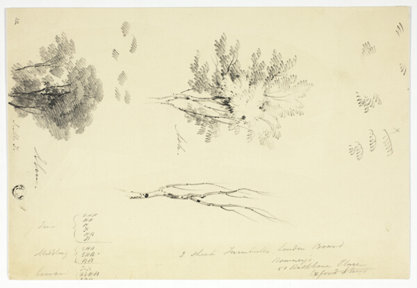 Sketches of Elm and Ash Trees