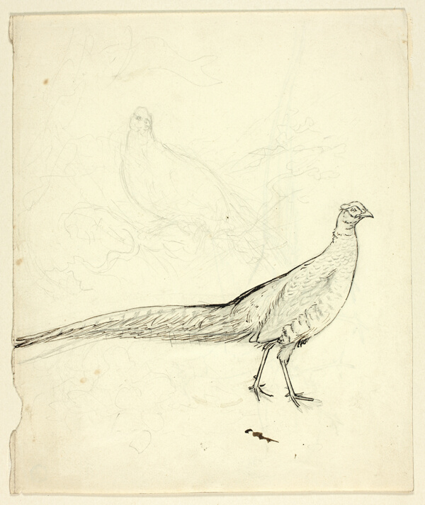Two Sketches of Pheasant (recto); Sketch of Pheasants and Female Nude (verso)