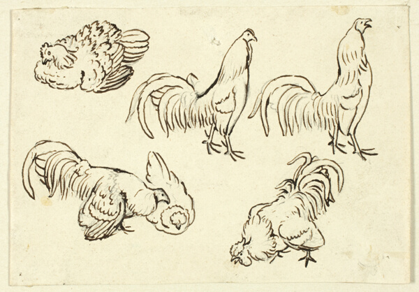Sketches of Poultry