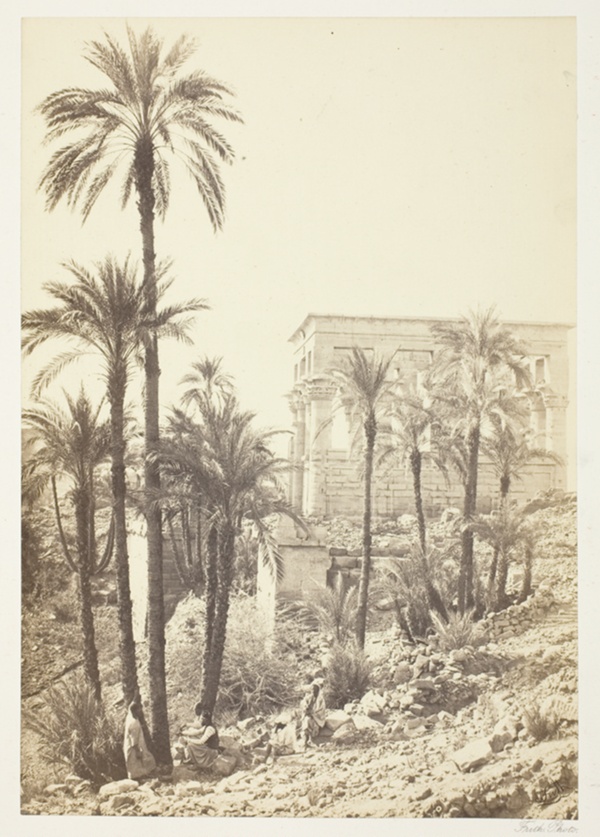 Group of Palms