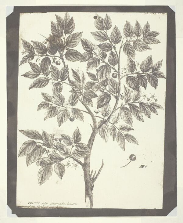 Copy of Botanical Engraving of 