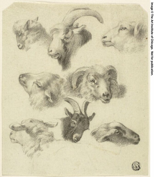 Sketches of Mountain Sheep