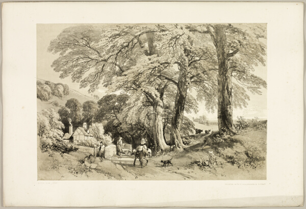 Wych Elm, from The Park and the Forest