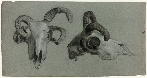Rams' Skulls