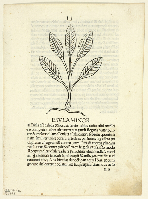 Esula Minor from Herbarium, Plate 46 from Woodcuts from Books of the 15th Century
