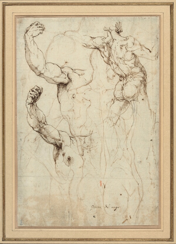 Study of a Nude Seen from the Back, and Two Studies of an Arm (recto); Nude Seen from the Back, with Subsidiary Studies of a Shoulder and Leg (verso)