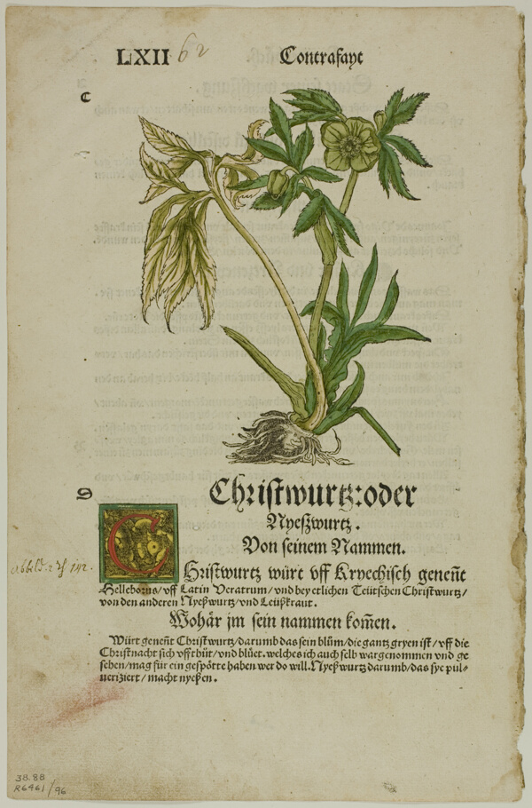 Christwurz (Hellebore) from Herbarium (Kräuterbuch), plate 96 from Woodcuts from Books of the XVI Century