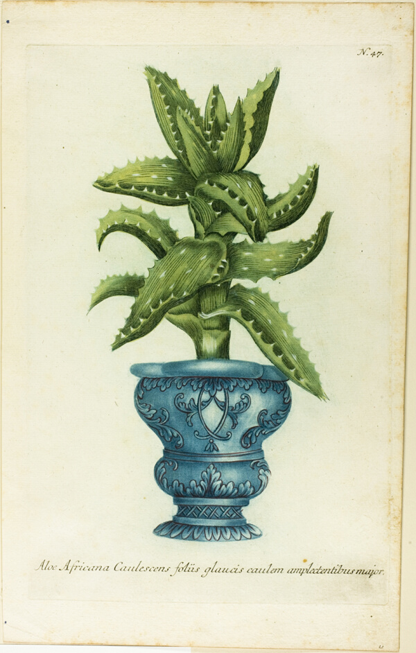 African Aloe, plate 47 from Phtanthoza Iconographia