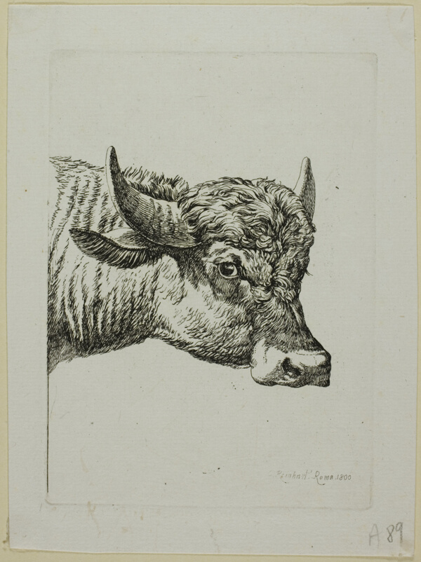 Head of a Buffalo, from Die Zweite Thierfolge