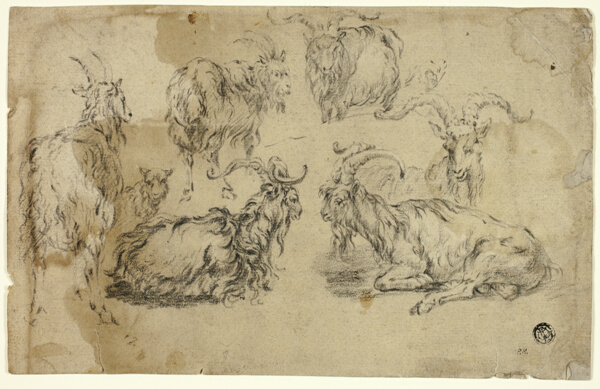 Sketches of Goats