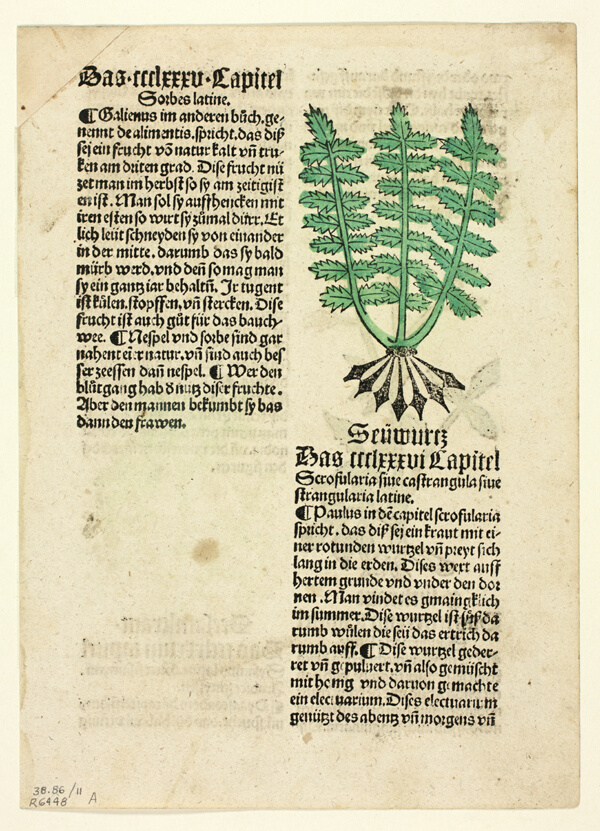 Figwort (recto), and Bloodroot (verso), from Gart der Gesundheit (Garden of Health), Plate 11 from Woodcuts from Books of the 15th Century