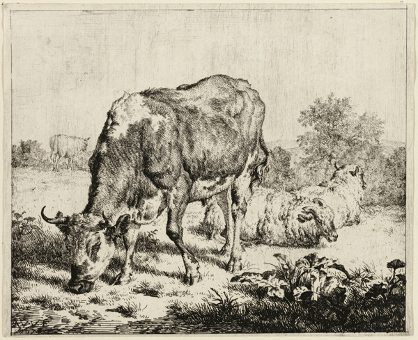 A Cow and Three Sheep