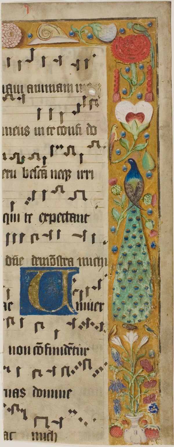 Peacock, Birds, Flowers, Fruit and a Snail in a Decorated Border, with an Illuminated Initial 