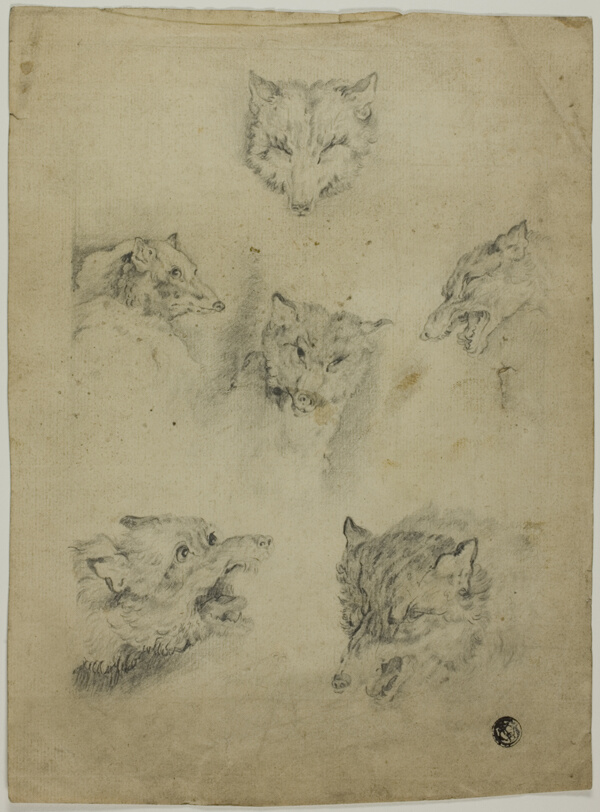 Six Sketches of Wolf Heads