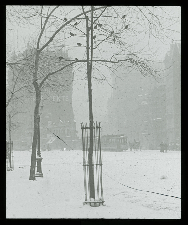 Tree in Snow, New York City