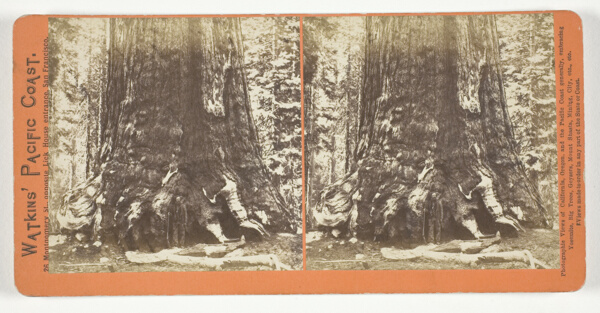 Section of the Grizzly Giant (tree), 33 ft. Diam., Mariposa Grove, Yosemite, from the series 