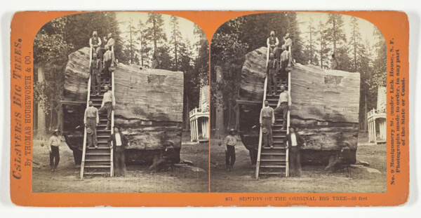 Section of the Original Big Tree - 30 feet diameter, No. 801 from the series 