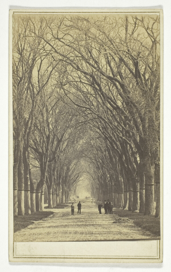Untitled (avenue of trees)