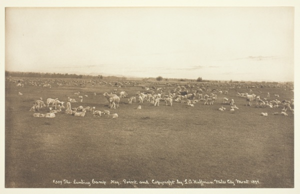 The Lambing Camp