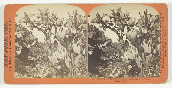 Cactus Gigantea - 18 feet high, San Jose, Santa Clara County, No. 73 from the series 