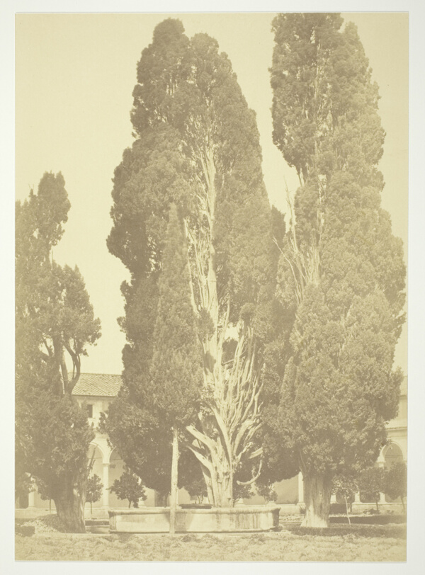 Untitled (Trees in Rome)