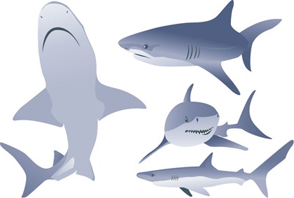 Free Vector Shark Illustrations