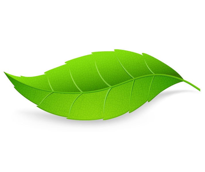 Green Leaf Isolated on White Background Vector Illustration | Free Vector  Graphics | All Free Web Resources for Designer - Web Design Hot!